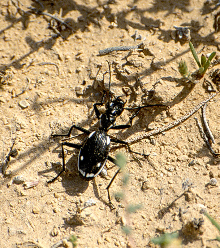 Anthia sexmaculata dalla Tunisia